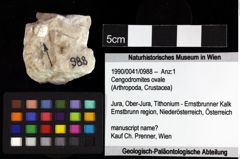 Foto (Objket + Etiketten) von Cengodromites ovale 